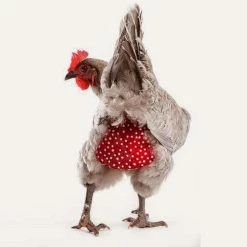 The Unusual Gift Company Chicken Nappy Eco Warriers