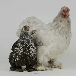 The Unusual Gift Company Chicken Nappy Eco Warriers