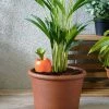 The Unusual Gift Company Care It Self Watering Carrot Eco Warriers
