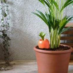 The Unusual Gift Company Care It Self Watering Carrot Eco Warriers