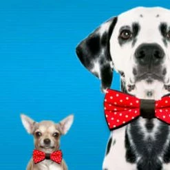 The Unusual Gift Company Pet Bow Tie Pets