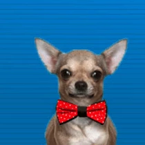 The Unusual Gift Company Pet Bow Tie Pets