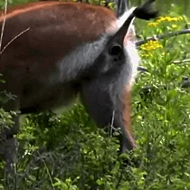 The Unusual Gift Company Reindeer Poo Writing Paper Funny Gifts