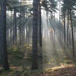 The Unusual Gift Company I Just Shit In The Woods Hand Sanitizer