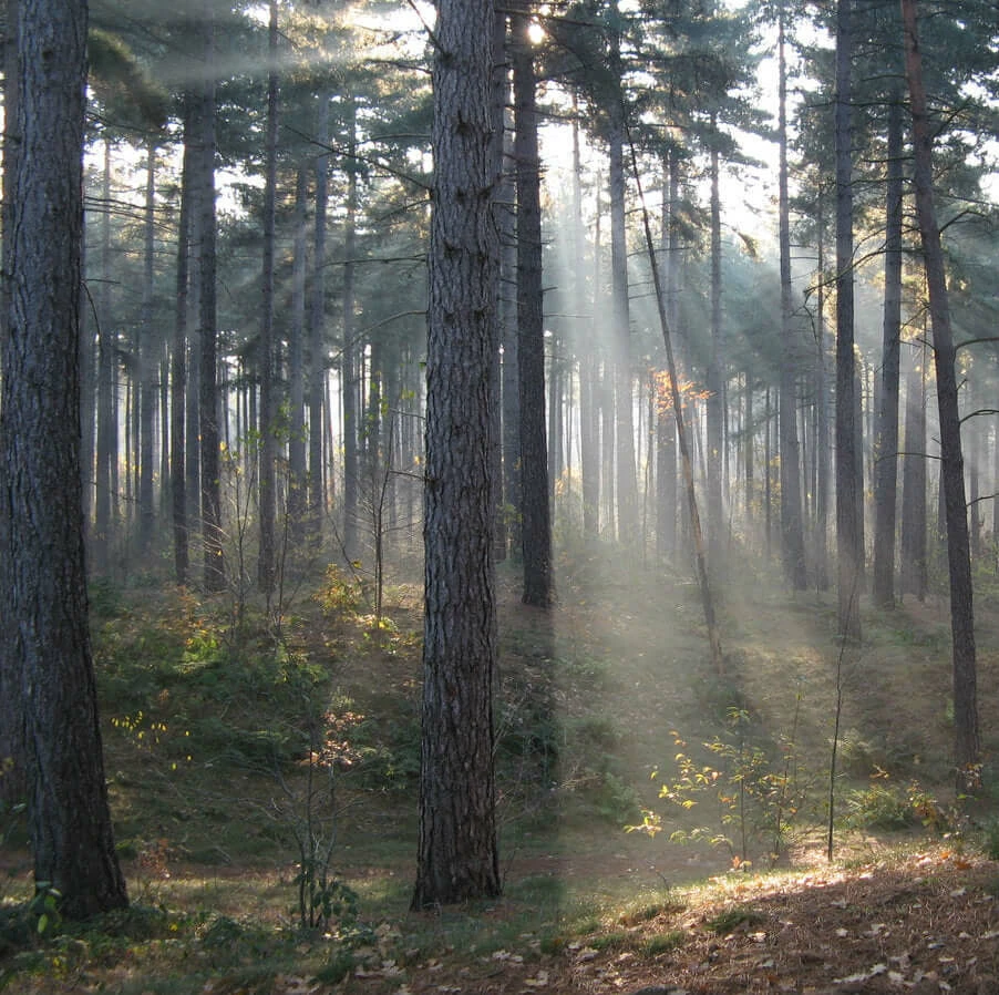 The Unusual Gift Company I Just Shit In The Woods Hand Sanitizer